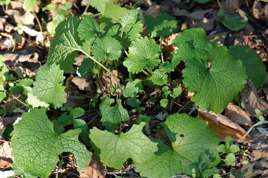 Alliaria petiolata, foglie basali